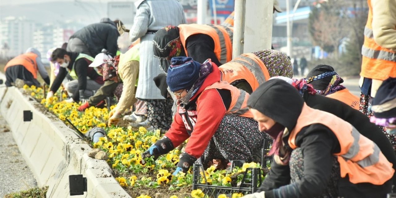 Başkent Menekşe Kokacak