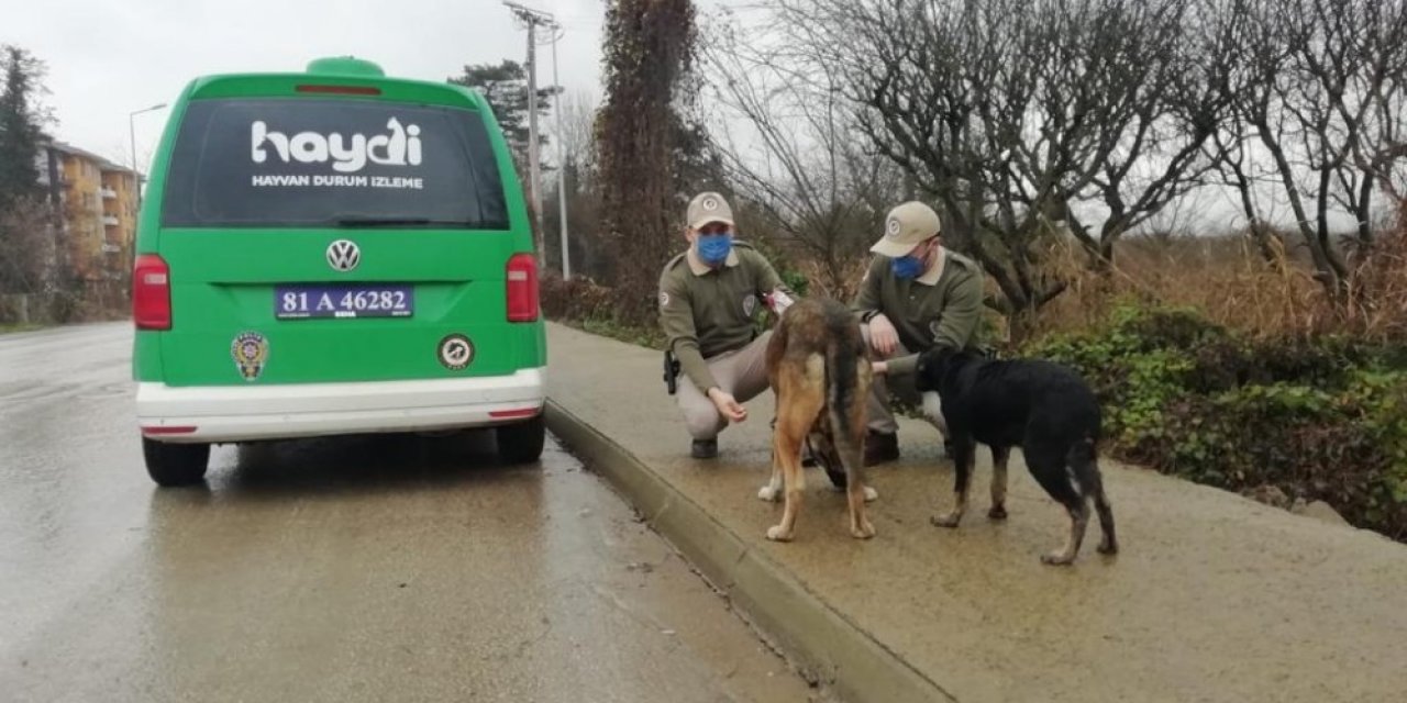 Kısıtlamada Sokak Hayvanlarını Beslediler
