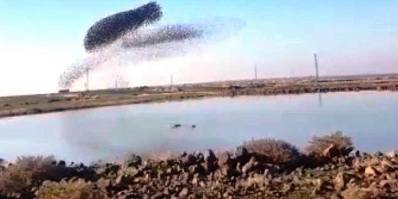 Sığırcık Kuşlarının Gökyüzündeki Dansı Görenleri Hayran Bıraktı