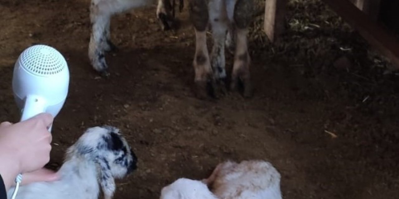 3 Yıldır Bir Batında Dördüz Doğuruyor