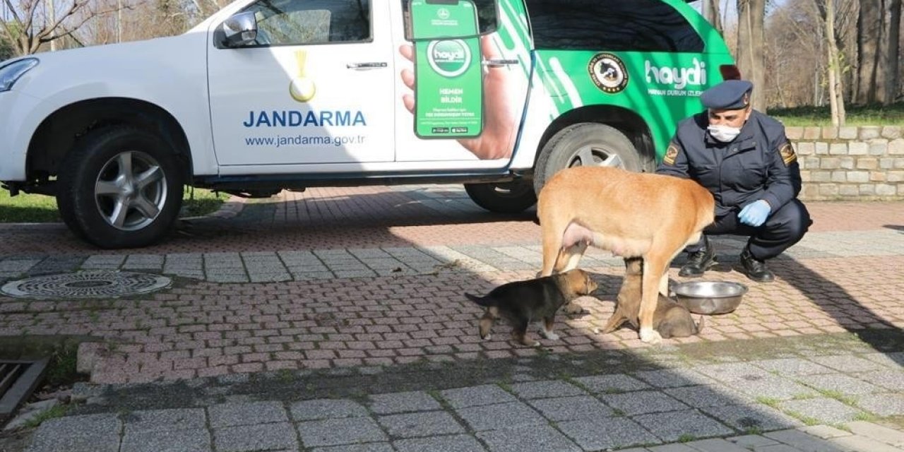 Jandarma Sokak Hayvanlarını Besledi
