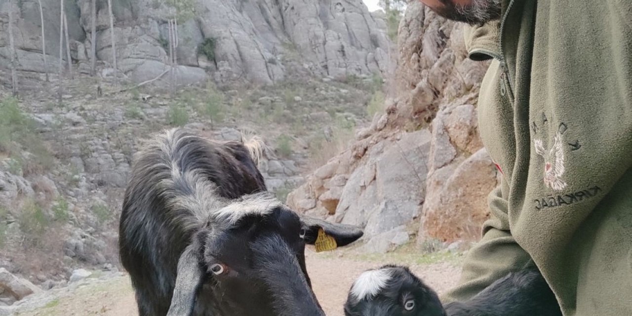Antalya’da Kayıp Keçi Ve Yavrusu Bulundu