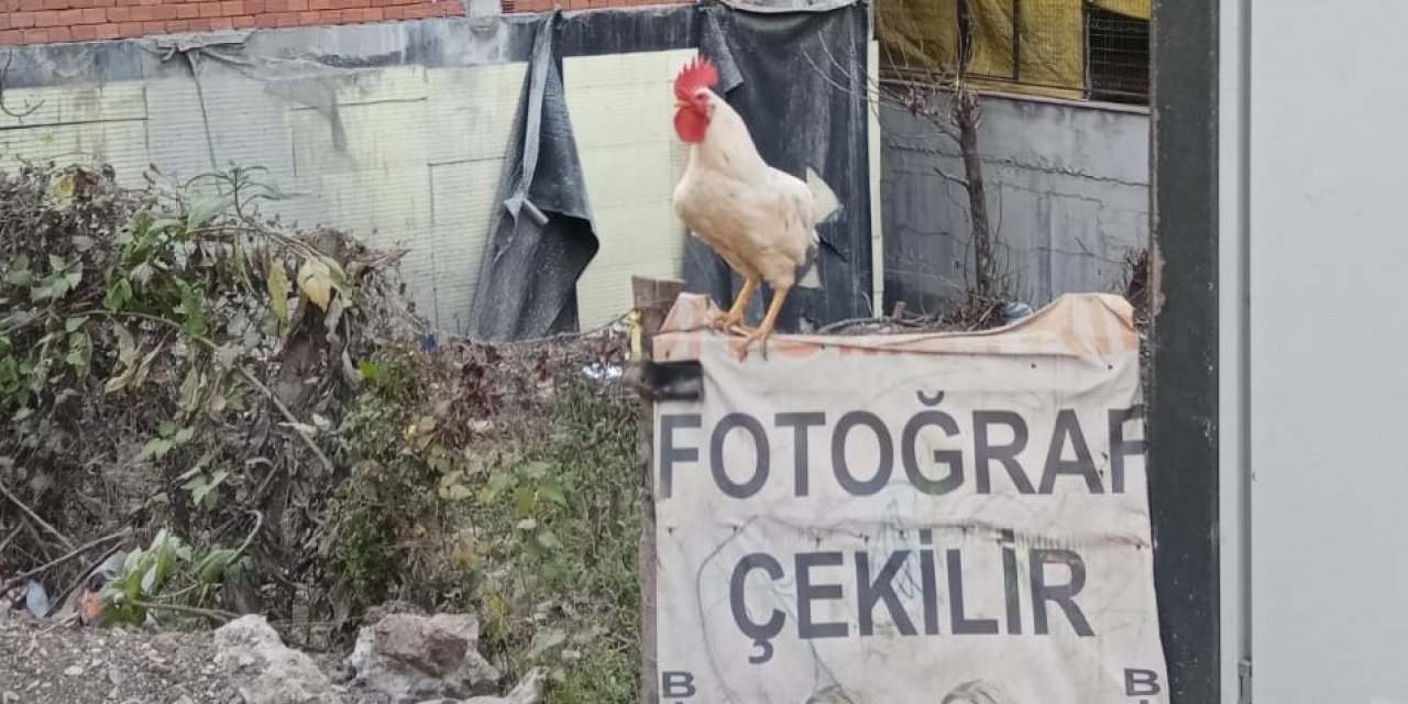 Horozlar Da Fotoğraf Çektirdi