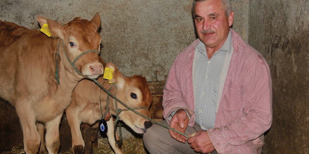 Yeni Yılın İlk Buzağılarına Korona Aşısını Bulan Türk Çiftin İsimlerini Verdi