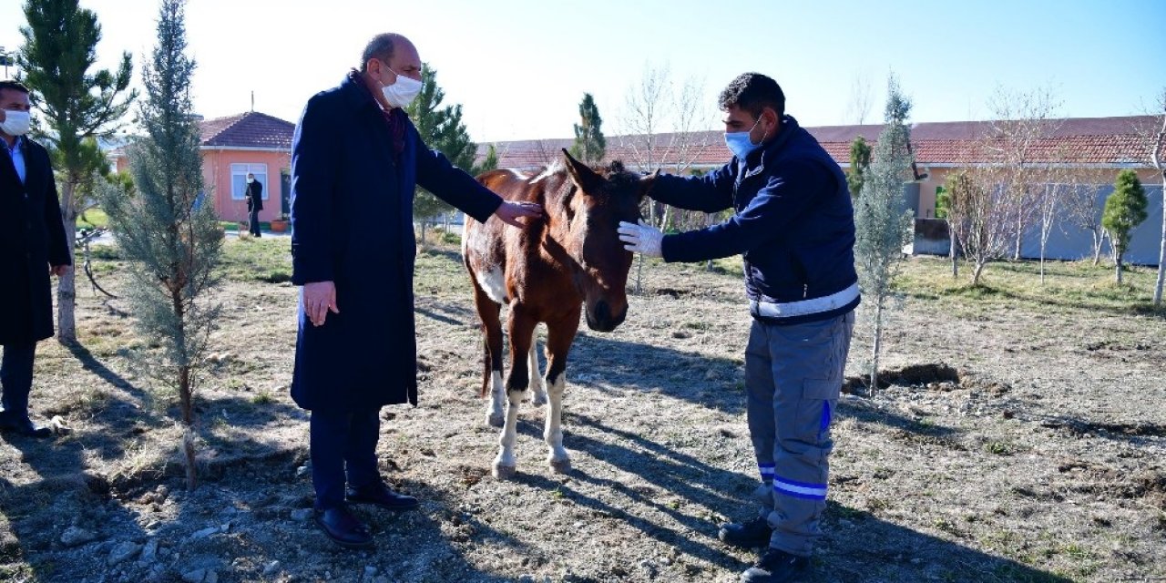 Sahibinden Kaçan Atın Yolu, Mamak Belediyesi Barınağı’na Düştü