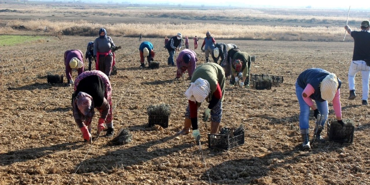 Salihli Ovası Lavanta Kokacak