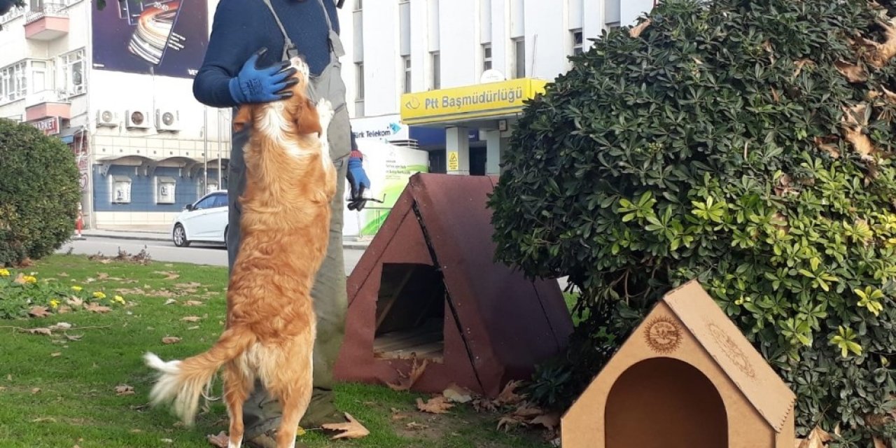 Sinop’ta Sokak Hayvanları Bu Kış Üşümeyecek