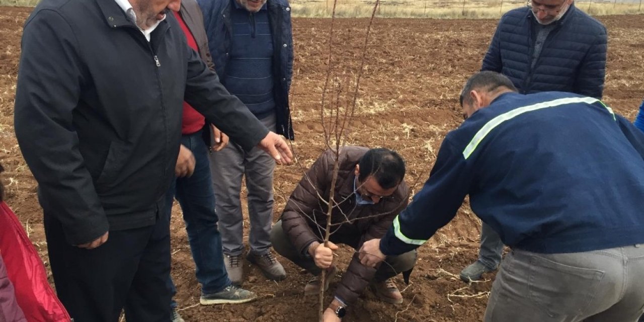 Siirt’te Badem Ve Ceviz Yetiştiriciliği Yaygınlaştırılıyor