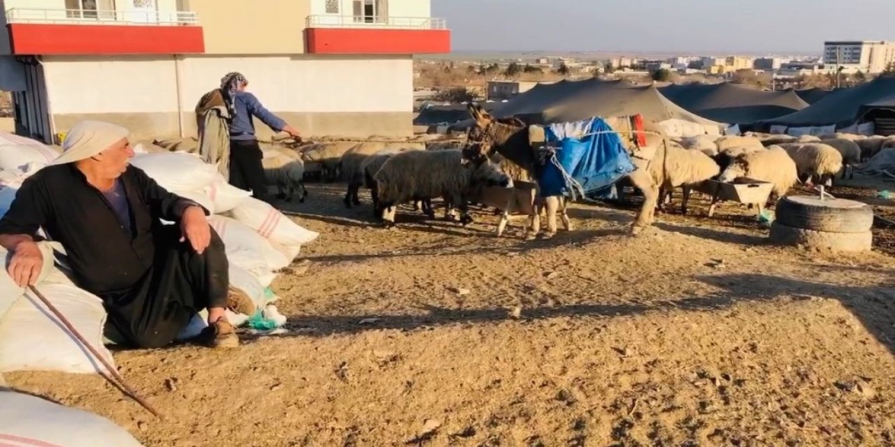 Şanlıurfa’da Göçerler Mera Alanı Bulamıyor