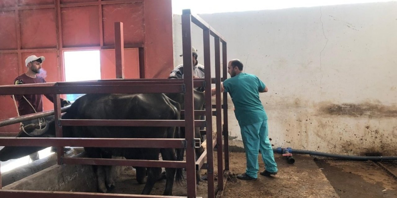 Mandalarda Suni Tohumlama Uygulamasının Yaygınlaştırılması Projesi Başladı