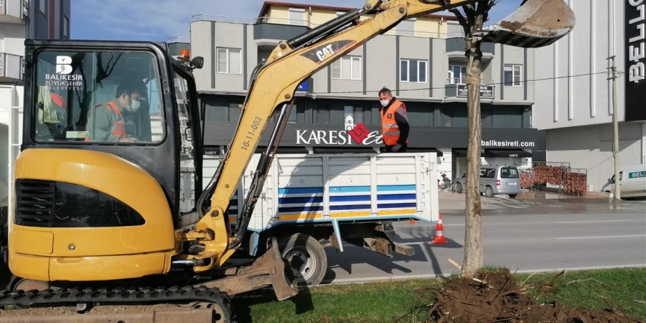 Egzoz Gazından Zarar Gören Ağaçlar Yenileniyor