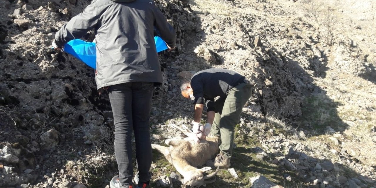 Tunceli’de 8 Yaban Keçisi Telef Oldu, İnceleme Başlatıldı