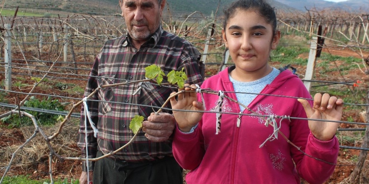 Üzüm Bağları Yalancı Bahara Aldandı