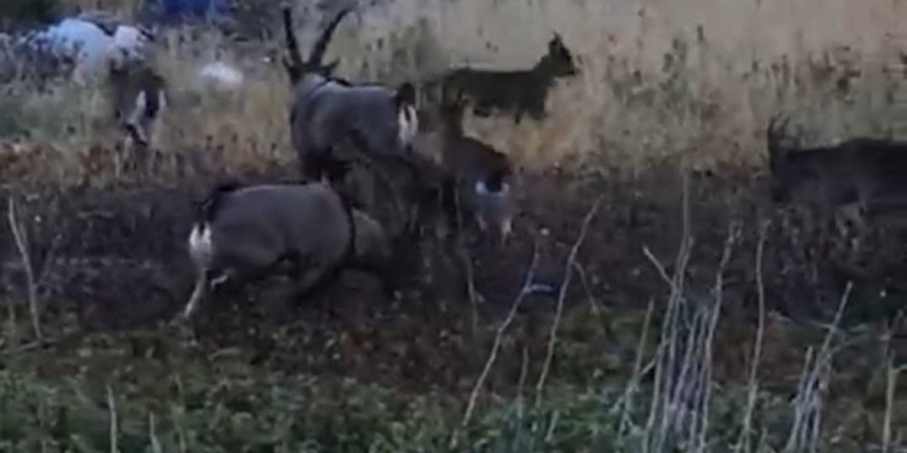 Karaleylek Kanyonu Çevresinde Yaban Keçi Sürüsü Görüntülendi