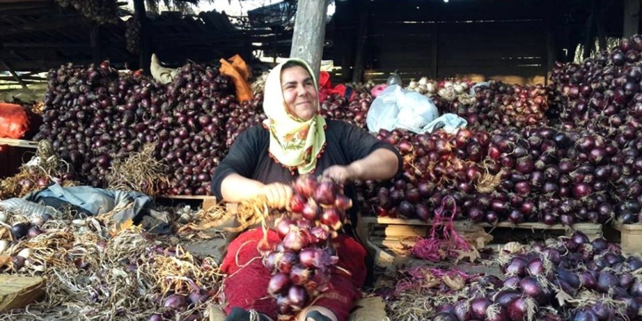 Kapıdağ Mor Soğanı Yurt Dışına İhraç Edilecek