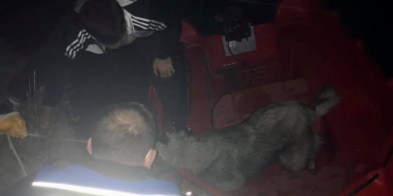 Yeşilırmak’ta Mahsur Kalan Köpeği Zabıta Kurtardı
