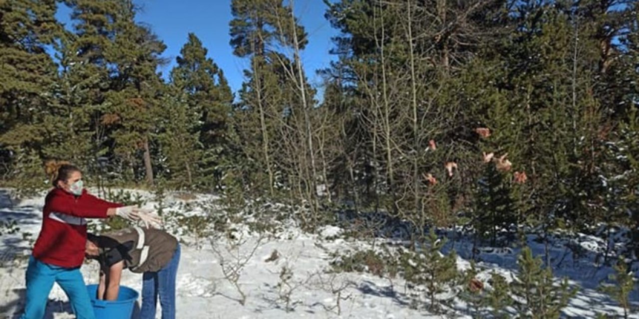Sarıkamış’ta Yaban Hayvanlara Yitecek Bırakıldı