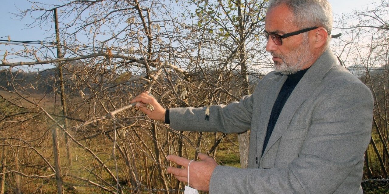 Fındık Üreticisi Kar Bekliyor