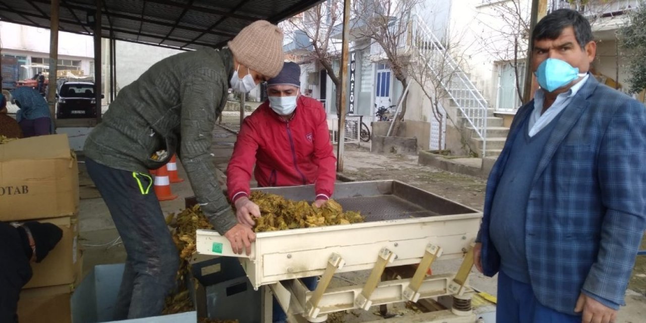 Selendi’de Tütün Alımları Başladı