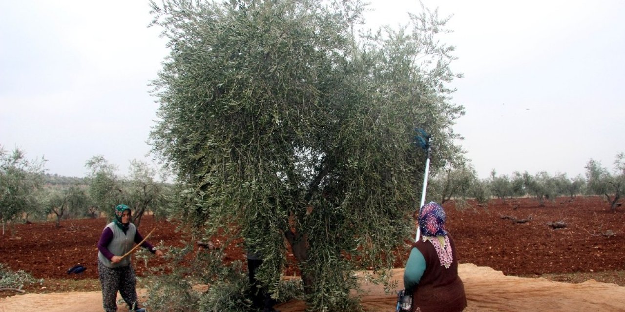 Kilis’te Zeytin Hasadında Sona Gelindi