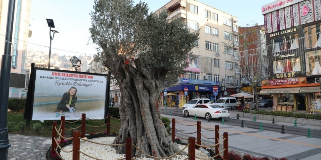 600 Yıllık Zeytin Ağacı İzmit’in Yeni Sembollerinden Biri Olacak