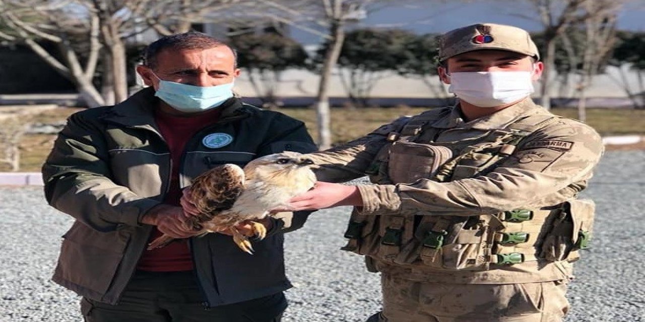 Yaralı, Doğan Kuşu Tedavi Altına Alındı