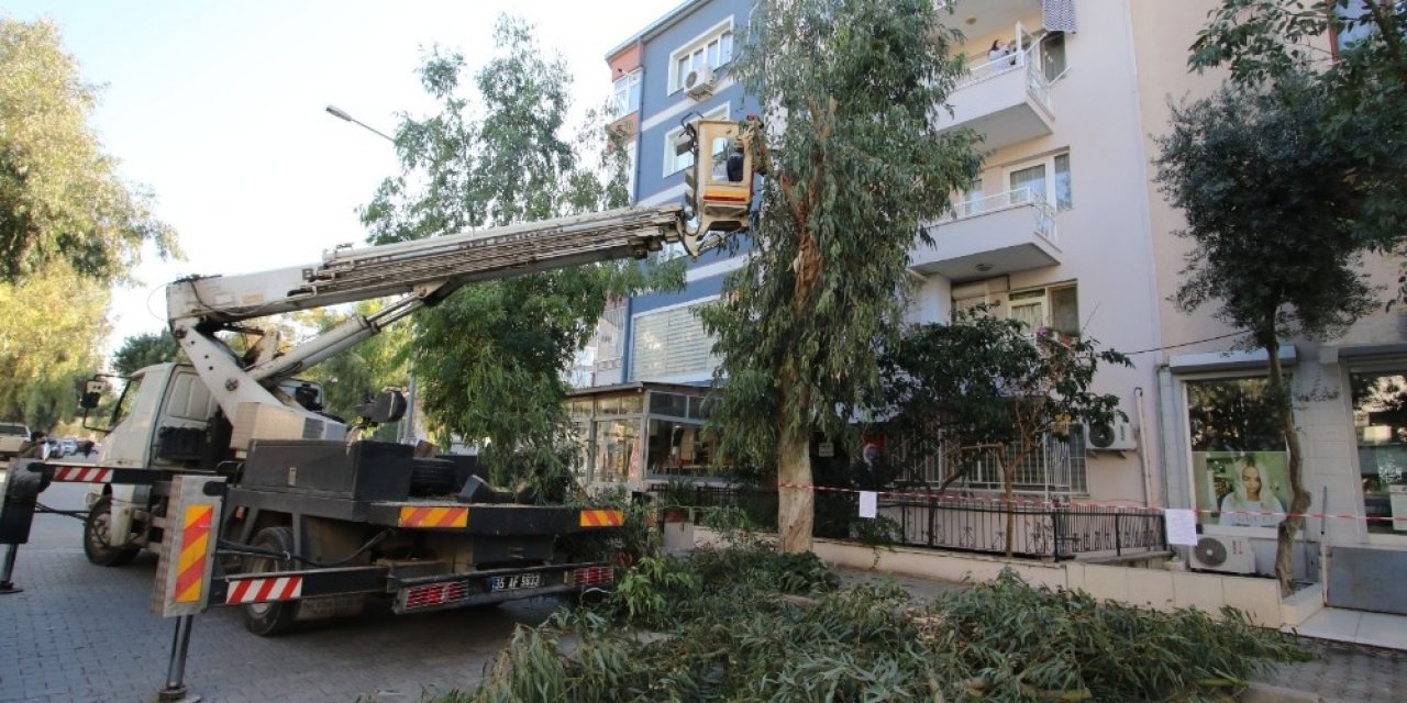 Bayraklı’da Ekipler Ağaçların Sağlığı İçin Sahada