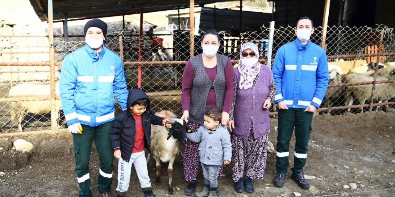 Aydın Büyükşehir, Sakız Koçu Hibesine Devam Ediyor