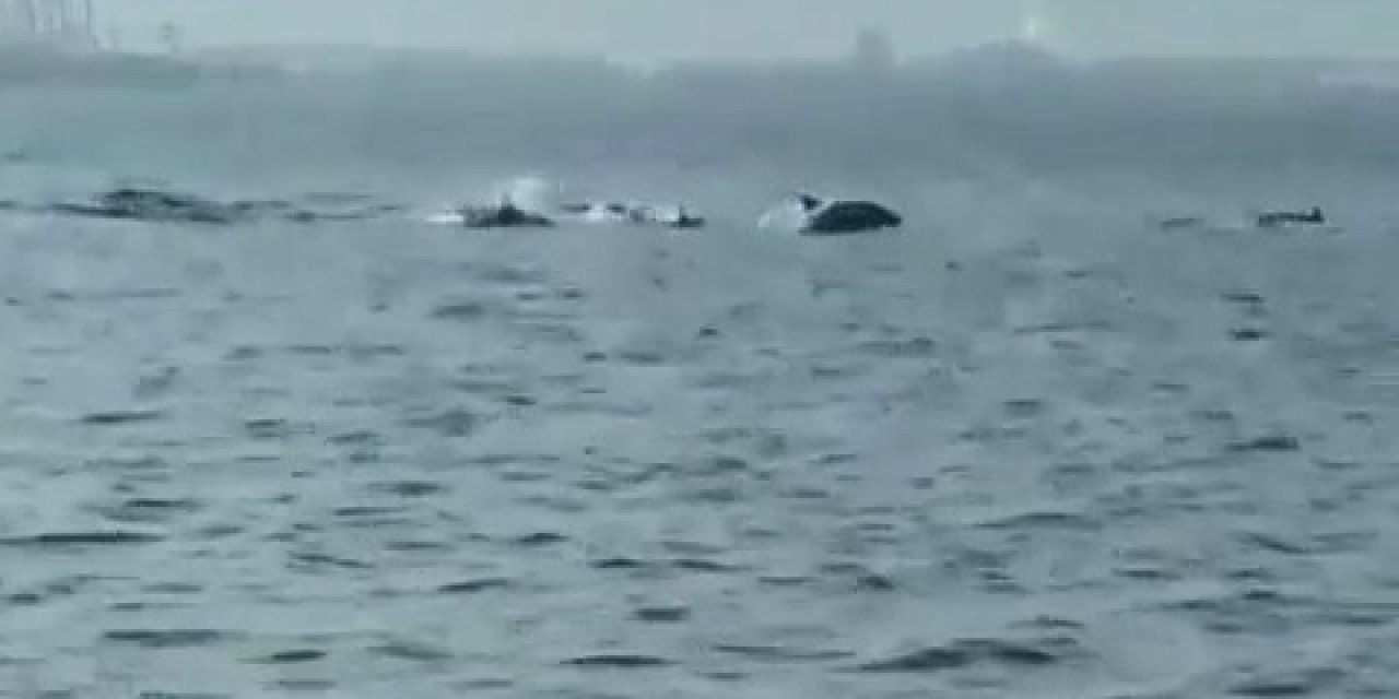 Bursa’da Yunusların Şovu Büyüledi
