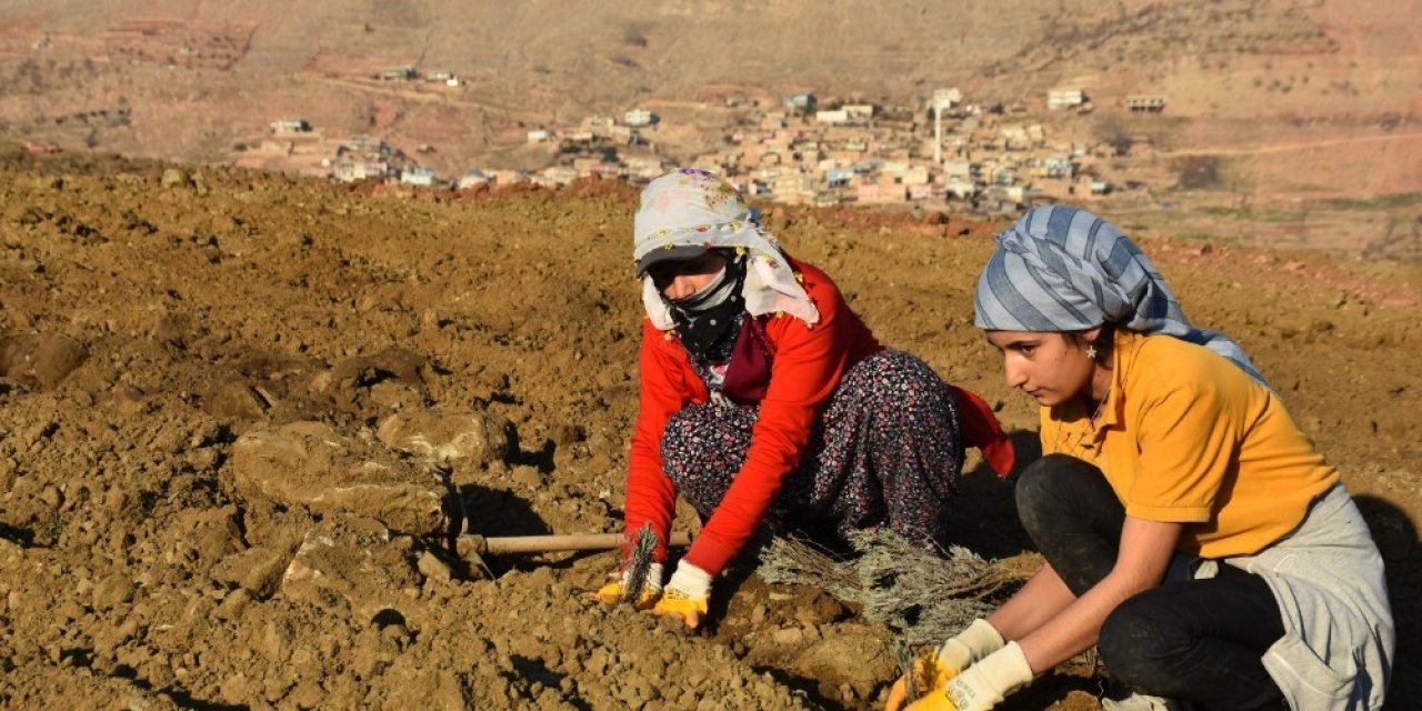 Mardin’de Lavanta Bahçesi Oluşturuldu