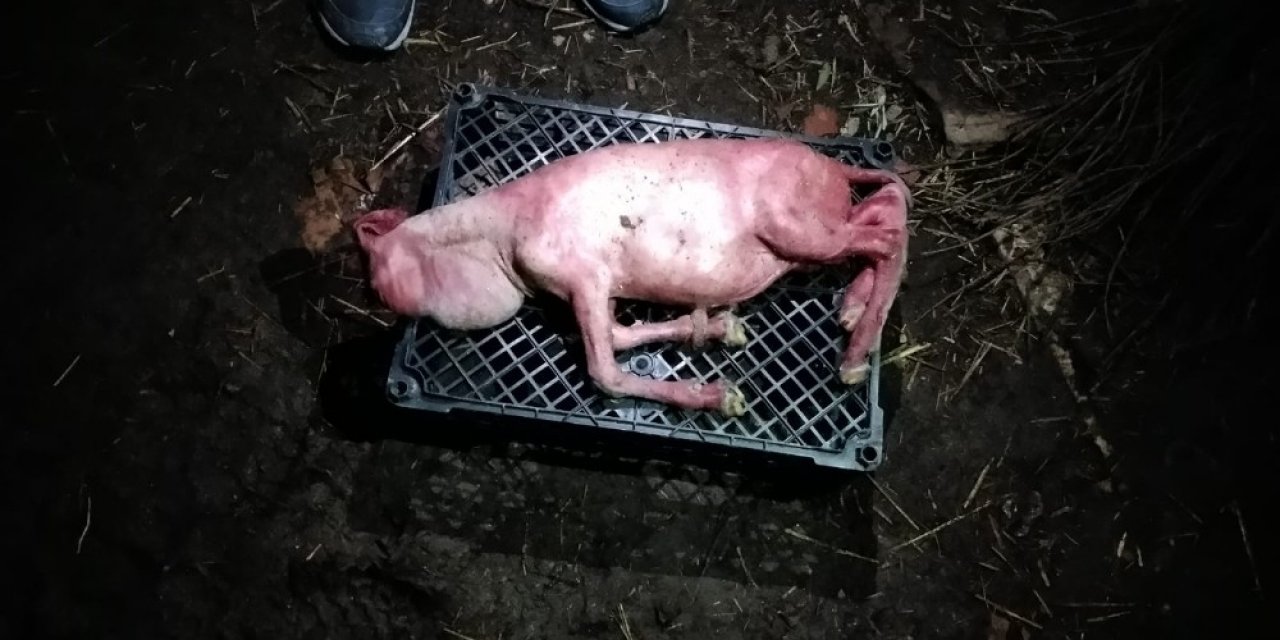 Tekirdağ’da Şaşkınlık Veren İkiz Kuzular...biri Tüysüz Ve Yüz Kısmı Gelişmeden Doğdu