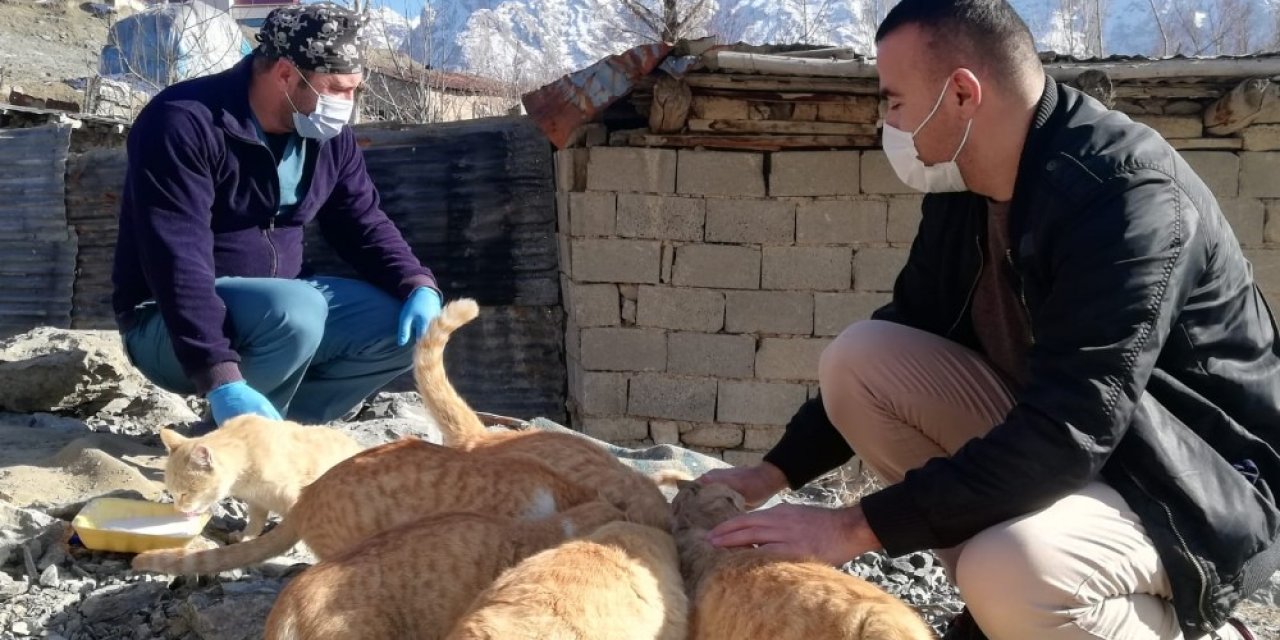 Hakkari’de Sokak Kedileri Sevgiyle Besleniyor
