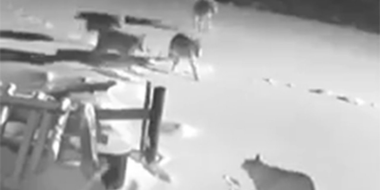 Köye İnen Kurt Sürüsü, 2 Köpeği Telef Etti