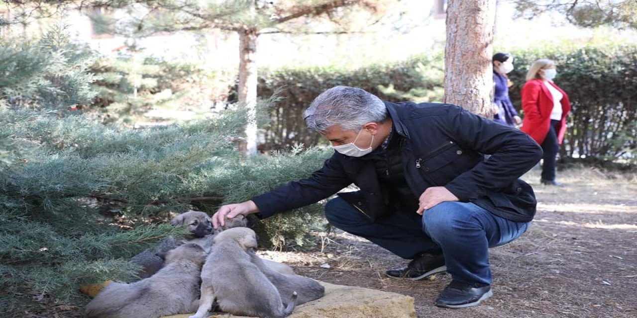 Sokak Hayvanları İçin Yem Ve Mama Bırakıldı