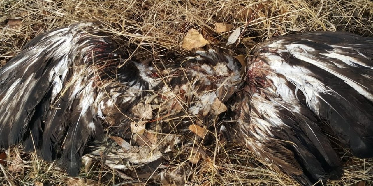 Avcılar Tarafından Vurularak Öldürüldü