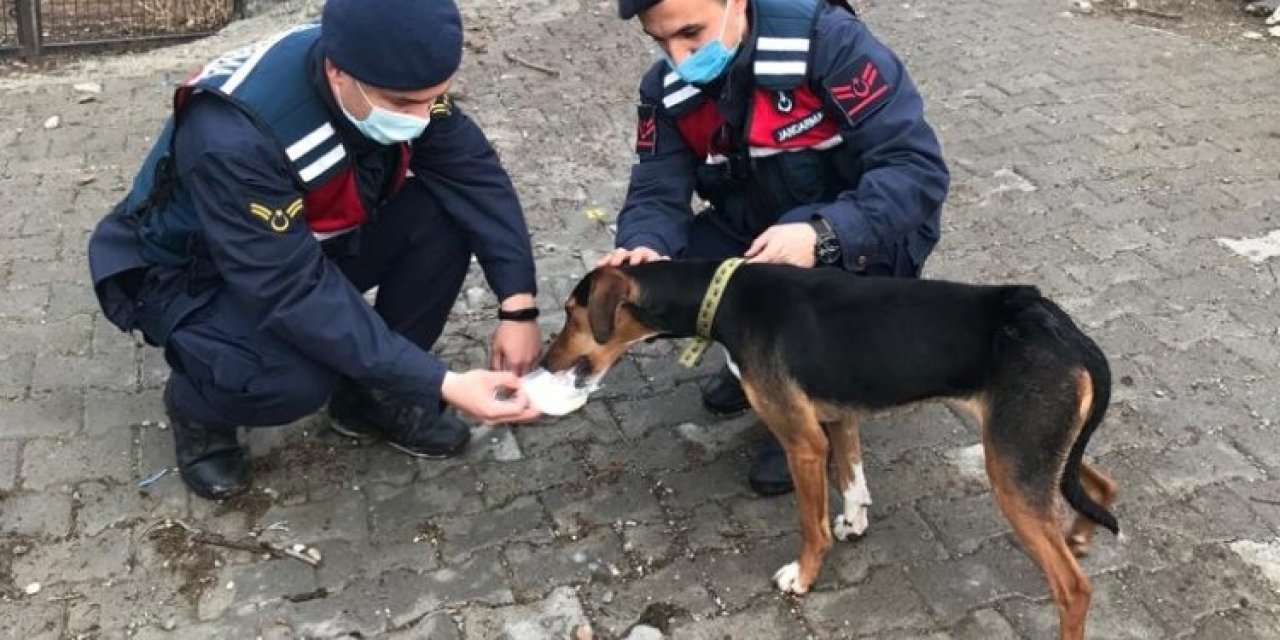 Bursa’da Köpek Tüfekle Vuruldu