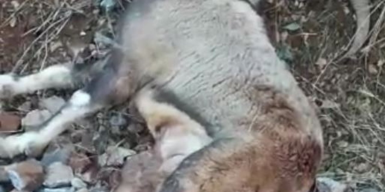 Tunceli’de Vurulan Dağ Keçisi Telef Oldu