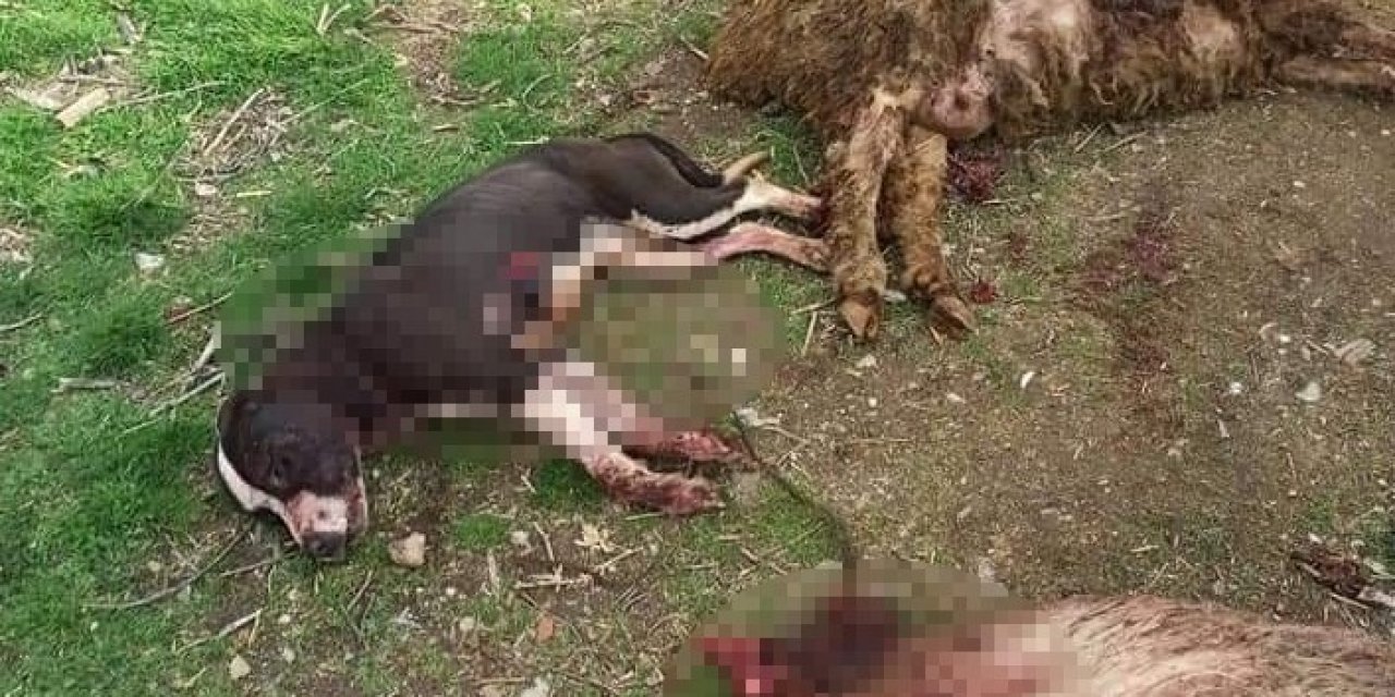 Pitbull 3 Koyunu Telef Etti, 12’sini Yaraladı