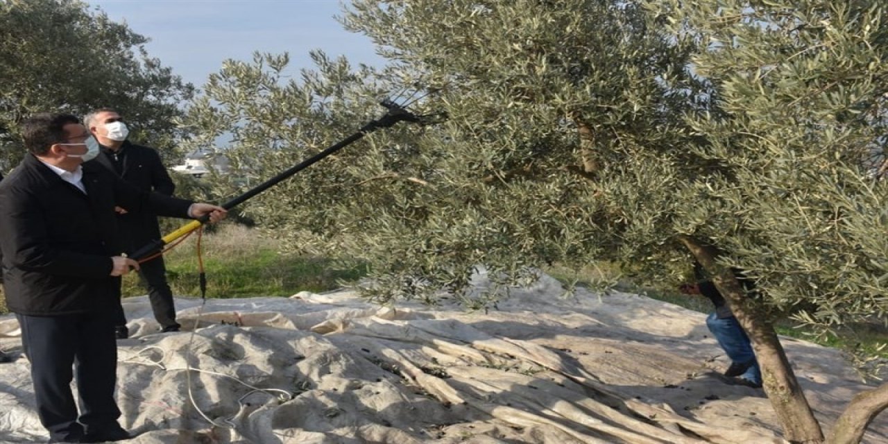 Kaymakam Şahin Zeytin Hasadı Yaptı