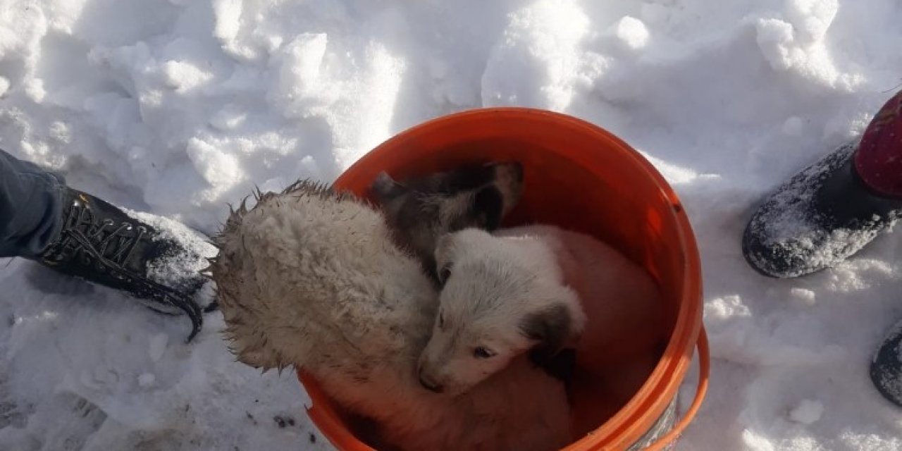 Fosseptik Çukuruna Düşen Yavru Köpekler Kurtarıldı