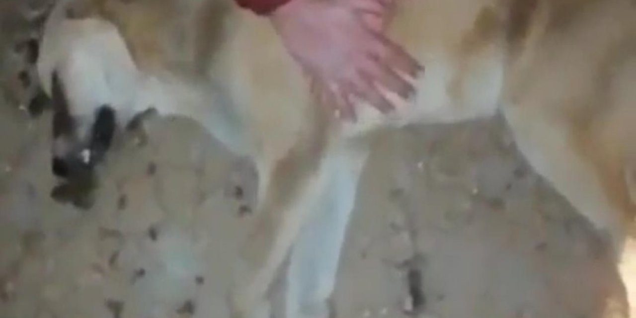 Çay’daki Hayvan Barınağında Dehşete Düşüren Görüntüler