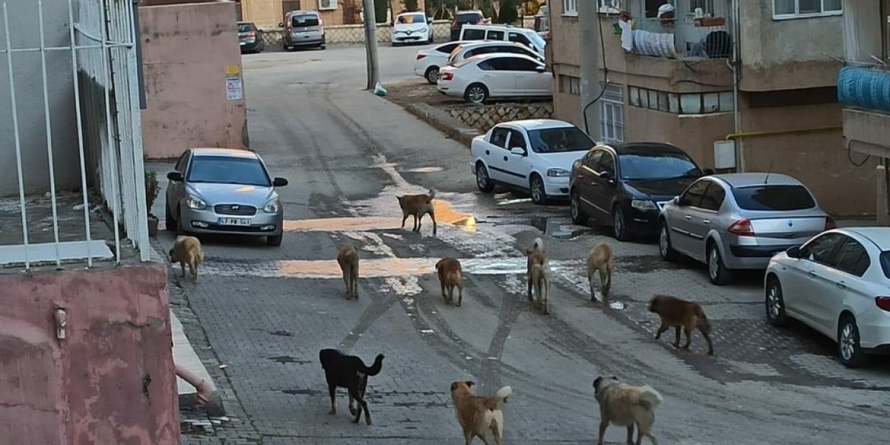 Mardin’de Vatandaşlar Sokakta Gezen Başıboş Köpeklerden Rahatsız