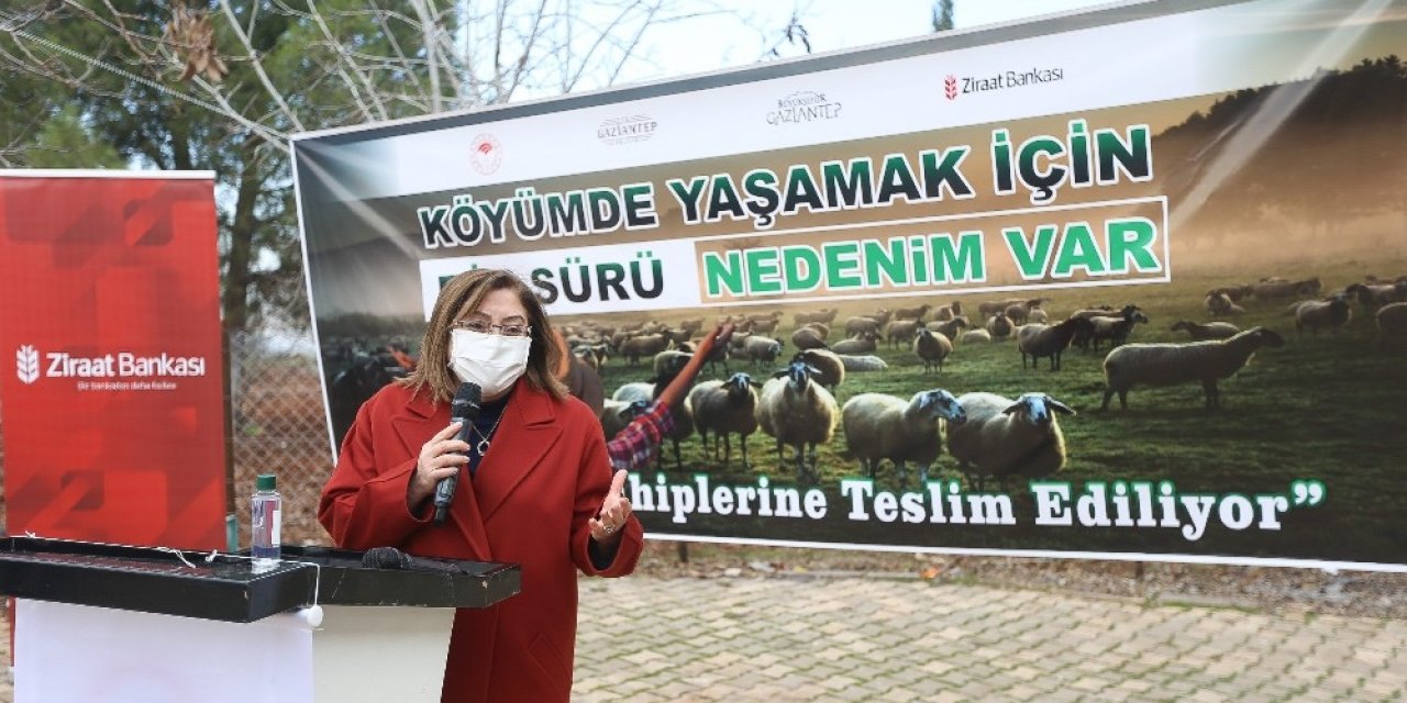 Çiftçilere Yönelik Küçükbaş Hayvan Desteği Başladı