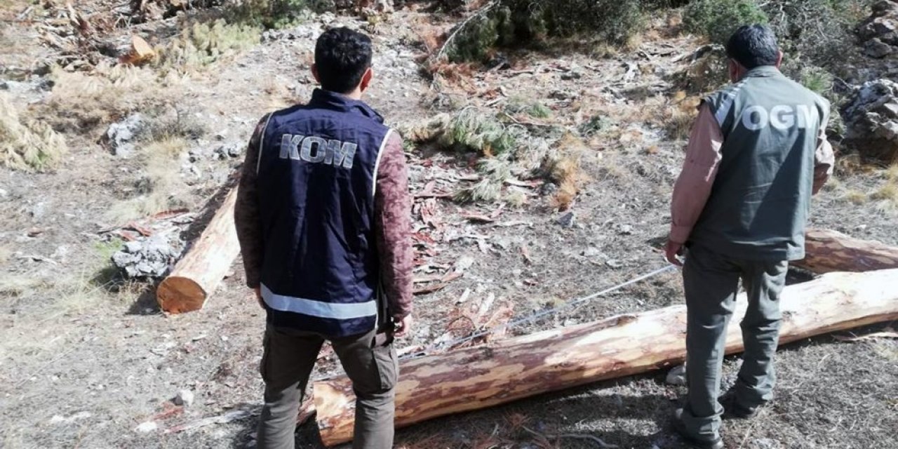 Orman’da 2 Milyon Liralık Vurgun Operasyonu