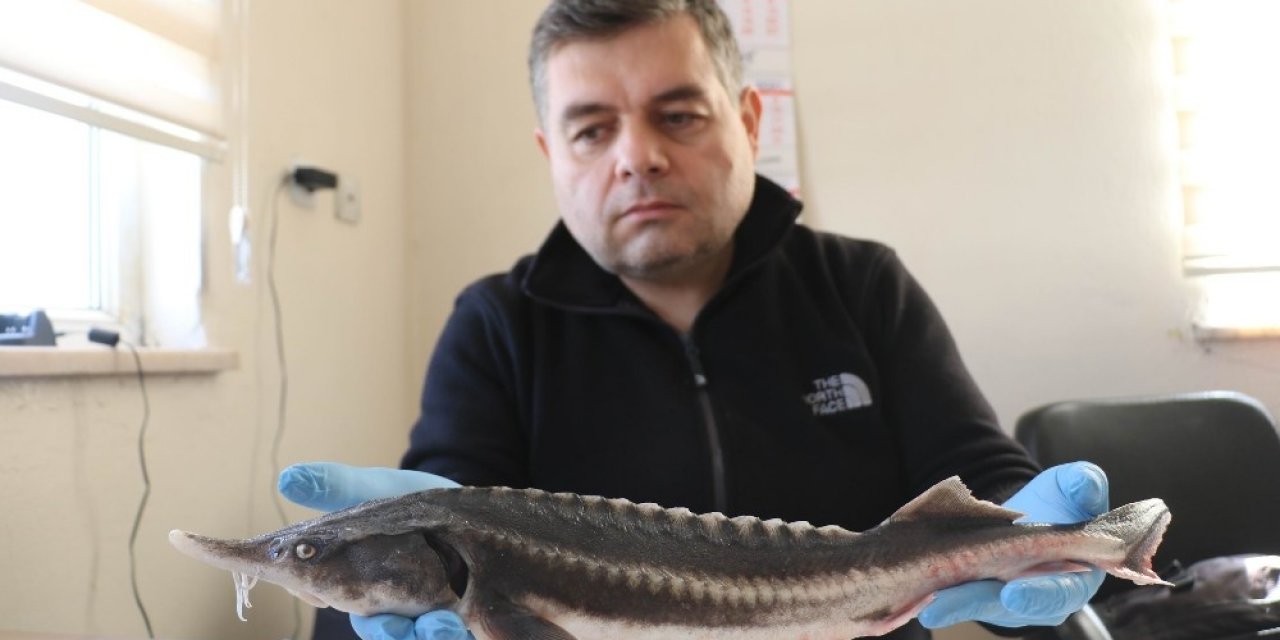 Havyarı 85 Bin Tl Olan Mersin Balğı Fırat’ta Yetiştirilecek