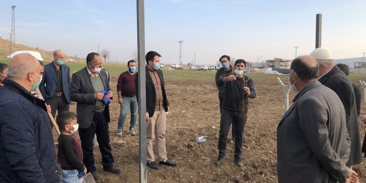 Dicle’de Organik Bağcılık Yaygınlaşıyor