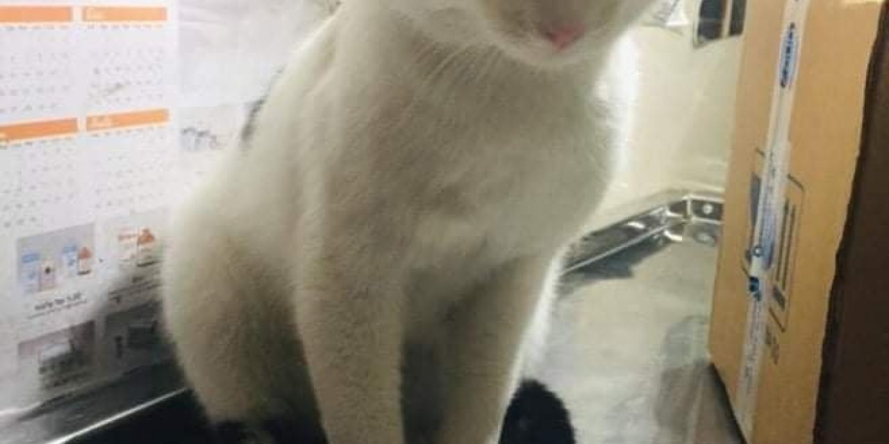 Yaralı Kedi İçin Seferber Oldular