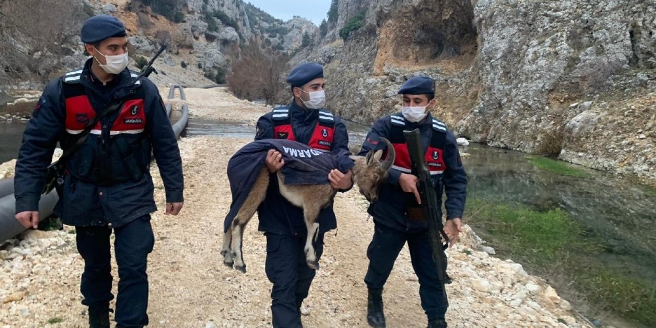 Mersin’de Yaban Keçisi Yavrusu Ormanda Donmak Üzereyken Bulundu