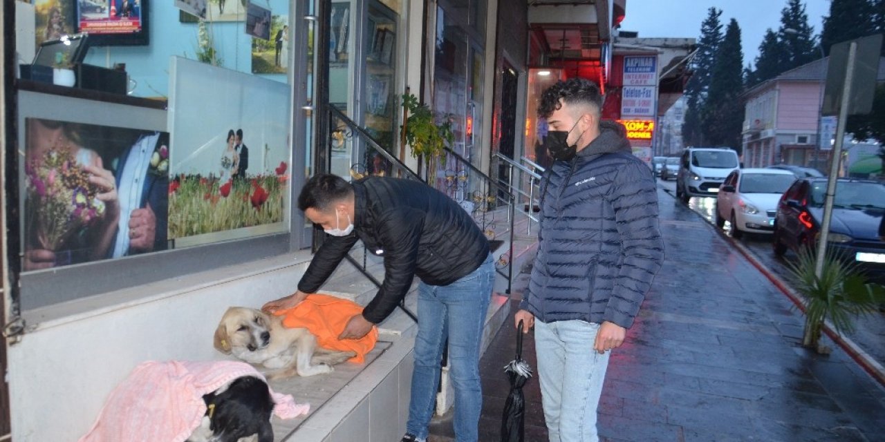 Evden Getirdiği Şallarla Sokakta Yatan Köpeklerin Üzerini Örttü