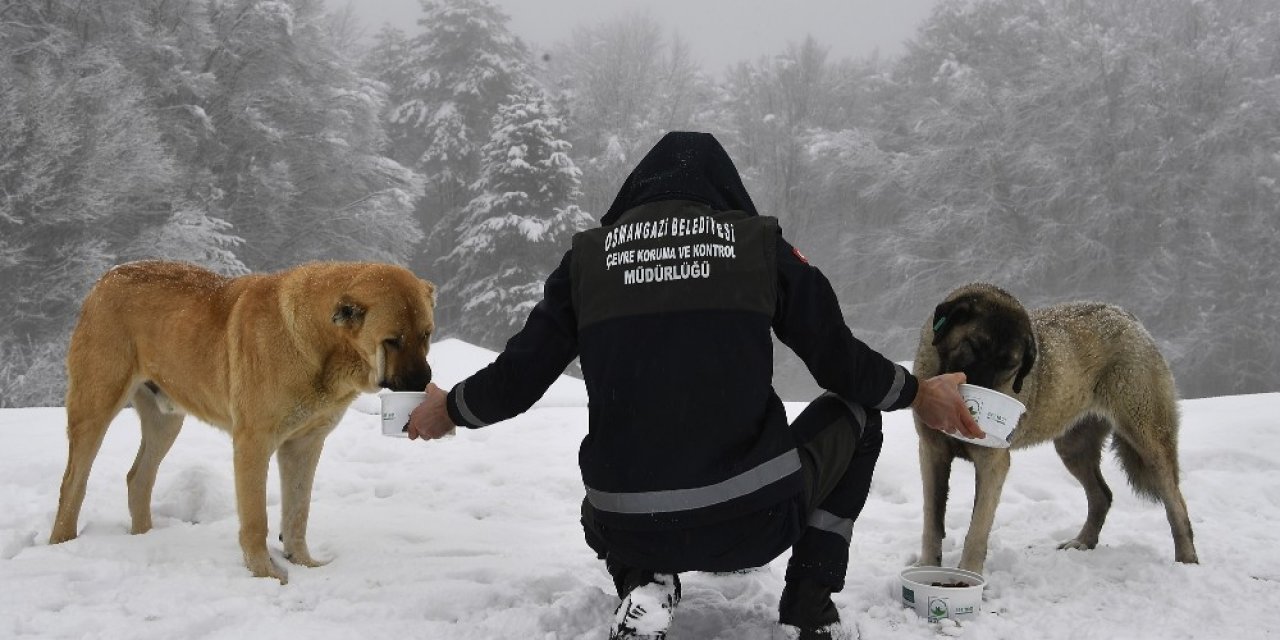Yavru Köpekler Donmaktan Kurtarıldı